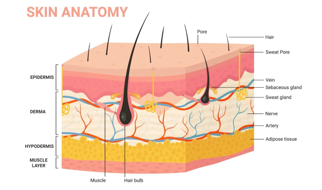 Butterfly Skin Disease: Understanding the Rare Condition That Makes Skin Fragile 1 Butterfly Skin